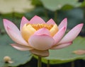 The beauty of the Sacred Lotus (Nelumbo nucifera) flowers