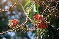 Beauty of Sala flora or Jeolla Robusta on the tree selectable focus