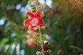 Beauty of Sala flora or Jeolla Robusta on the tree selectable focus