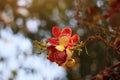 Beauty of Sala flora or Jeolla Robusta on the tree selectable focus