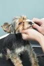 Cleaning the dog eye with a hygienic pad Royalty Free Stock Photo