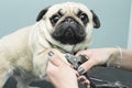 Woman cuts the claws of a pug breed dog. Royalty Free Stock Photo