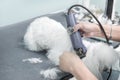 5. A woman cuts a Maltese dog with an electric clipper in an animal beauty salon. Royalty Free Stock Photo