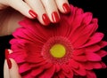 Beauty salon. Delicate hands with manicure holding pink flower Royalty Free Stock Photo