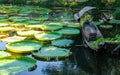 Beauty scenic big circle green water lillies leaves floating in pond. small wooden boat for transport in canal. Round pattern in Royalty Free Stock Photo