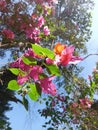 Beauty of the seasonal flower in a park