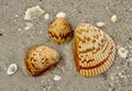 Beauty of Shells Royalty Free Stock Photo
