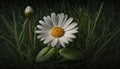 beauty shown through green Daisy petals ,generative AI