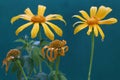 The beauty of shrub sunflower or tree marygold flowers that are in perfect bloom with their bright yellow color. Royalty Free Stock Photo