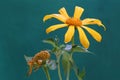 The beauty of shrub sunflower or tree marygold flowers that are in perfect bloom with their bright yellow color. Royalty Free Stock Photo