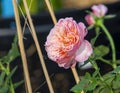 Beauty side view soft pink rose multi petals abstract shape with green leaves in botany garden. symbol of love in valentine day.