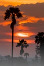 Beauty silhouette palm tree in sunset