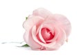 Beauty single pink rose on white background Royalty Free Stock Photo