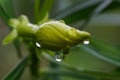 The beauty of sliding rain drops over golden trumpet bud