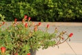 The beauty of small flowers, red flower buds in pots, optional focus green leaves, decorate the garden.