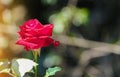 beauty soft bloom red rose multi petals abstract shape with green leaves in botany garden. symbol of love in valentine day. soft Royalty Free Stock Photo