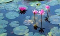 beauty soft petal blooming fresh pink lotus soft petals flower circle green leaves background in pond. multi layer Royalty Free Stock Photo