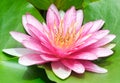 beauty soft petal blooming fresh pink lotus yellow petals flower isolated circle green leaves background in pond. multi layer Royalty Free Stock Photo