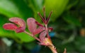 Beauty soft red leaves rose abstract shape in botany garden. symbol of love in valentine day. soft fragrant aroma flora Royalty Free Stock Photo