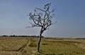 The solitary tree in a vast agricultural field