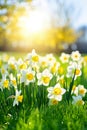 beauty of spring as colorful flowers bloom in a sunlit field on a bright and sunny day. Royalty Free Stock Photo