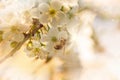 Beauty spring background of nature. Branches of blossoming cherry and bee macro with soft focus . Easter and spring greeting cards Royalty Free Stock Photo