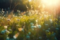 Beauty of spring with a field filled with blue butterflies and rays of sunshine, representing the renewal and revival of nature