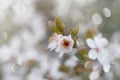 SPRING FLOWER BACKGROUNDS. CHERRY BLOOMING ON NATURAL DEFOCUSED BACKGROUND