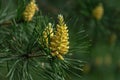 Flowering pine