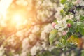 Beauty spring nature background.