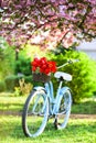 Beauty of spring. retro bicycle with tulip flowers in basket. vintage bike in park. sakura blossom in spring garden Royalty Free Stock Photo