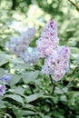 Beauty spring season natural lilac tree