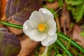 Beauty of spring, white safran flower.