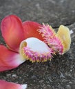 The beauty of the stamens inside the beautiful pink and white Sal flowers.