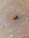 beauty stone on the sand beach