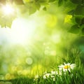 Beauty summer forest backgrounds Royalty Free Stock Photo