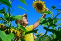 beauty of summer nature. little girl in sunflower field. yellow flower of sunflower. happy childhood. beautiful girl Royalty Free Stock Photo