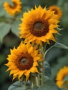 Beautiful sunflowers in macro focus on soft garden background. Generative AI Royalty Free Stock Photo