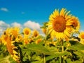 Beauty Sunflowers on the field