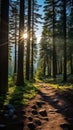 The Beauty of Sunlight Filtering Through Forest Trees Royalty Free Stock Photo
