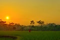 The beauty of the sunrise in the rice fields