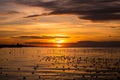 Beauty of sunset with clouds sky and seagulls over the sea