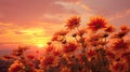 beauty sunset flowers Royalty Free Stock Photo