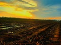 the beauty of the sunset landscape in a sugarcane plantation in central Lampung