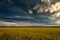 Beauty sunset over yellow flowers rapeseed field, summer landscape, dark cloudy sky and sunlight Royalty Free Stock Photo