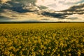 Beauty sunset over yellow flowers rapeseed field, summer landscape, dark cloudy sky and sunlight Royalty Free Stock Photo