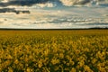 Beauty sunset over yellow flowers rapeseed field, summer landscape, dark cloudy sky and sunlight Royalty Free Stock Photo