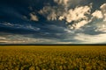 Beauty sunset over yellow flowers rapeseed field, summer landscape, dark cloudy sky and sunlight Royalty Free Stock Photo