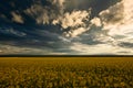 Beauty sunset over yellow flowers rapeseed field, summer landscape, dark cloudy sky and sunlight Royalty Free Stock Photo