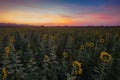 Beauty after sunset sky over full bloom sunflower Royalty Free Stock Photo